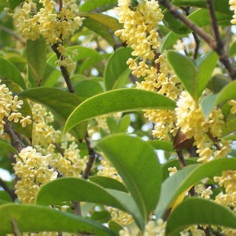 月桂 桂花